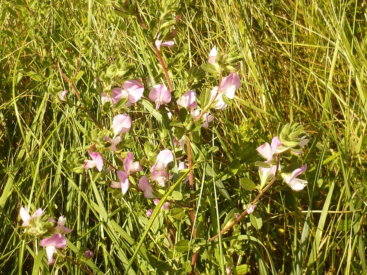 Ononis repens (Fabaceae)